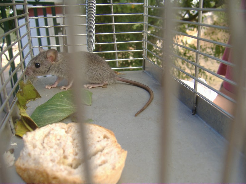 Mus musculus o Rattus rattus. Ratto
